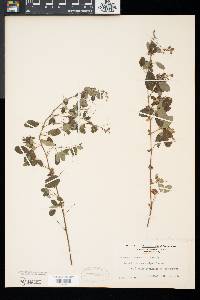 Lespedeza intermedia image