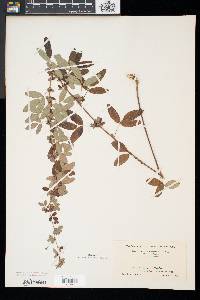 Lespedeza intermedia image