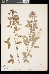 Lespedeza intermedia image