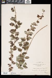 Lespedeza intermedia image