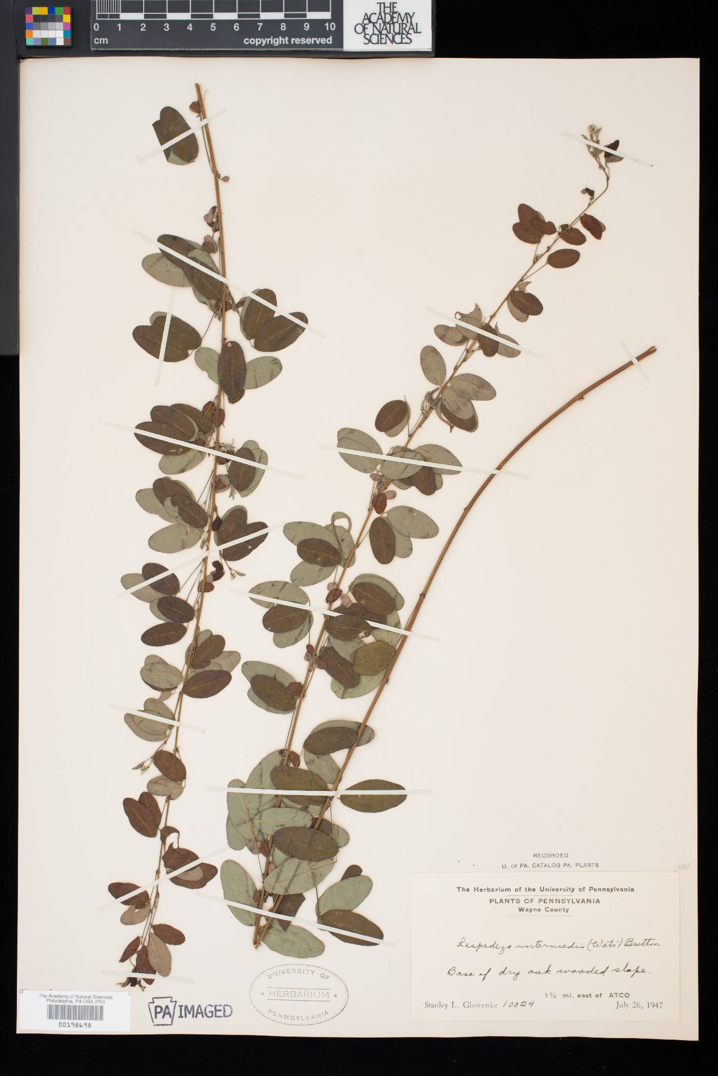 Lespedeza intermedia image