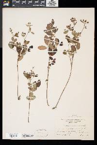 Lespedeza intermedia image