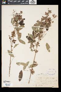 Lespedeza intermedia image