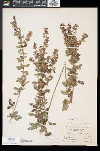 Lespedeza intermedia image