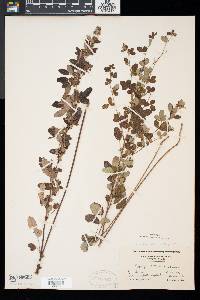 Lespedeza intermedia image