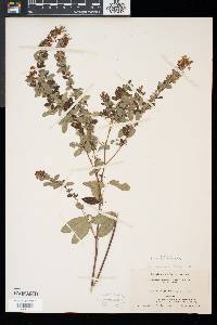 Lespedeza intermedia image