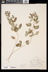 Lespedeza intermedia image