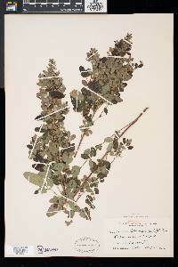 Lespedeza intermedia image