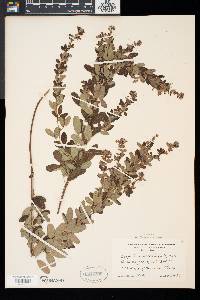 Lespedeza intermedia image