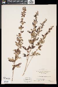 Lespedeza intermedia image