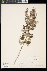 Lespedeza intermedia image