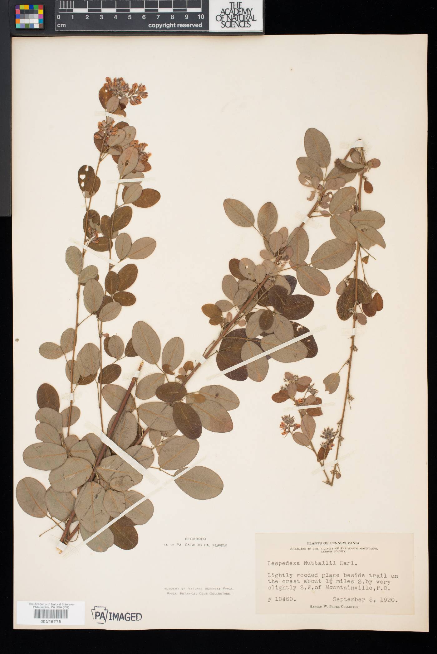Lespedeza × nuttallii image