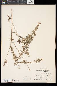 Lespedeza × nuttallii image