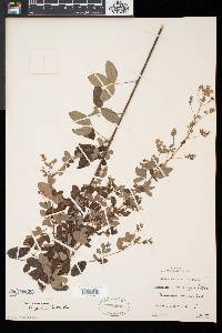 Lespedeza × nuttallii image