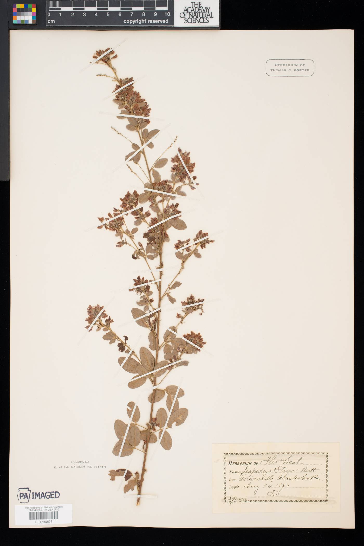 Lespedeza × nuttallii image