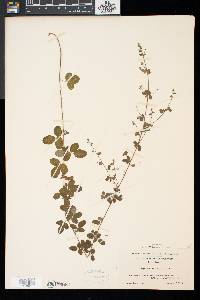 Lespedeza procumbens image