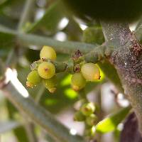 Phoradendron brachystachyum image