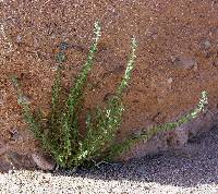 Pseudorontium cyathiferum image