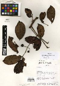 Psidium occidentale image