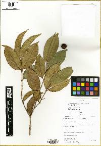 Psidium sobralianum image