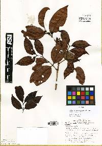 Psidium sobralianum image