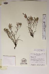 Euphorbia chaetocalyx image