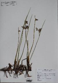 Juncus balticus subsp. ater image