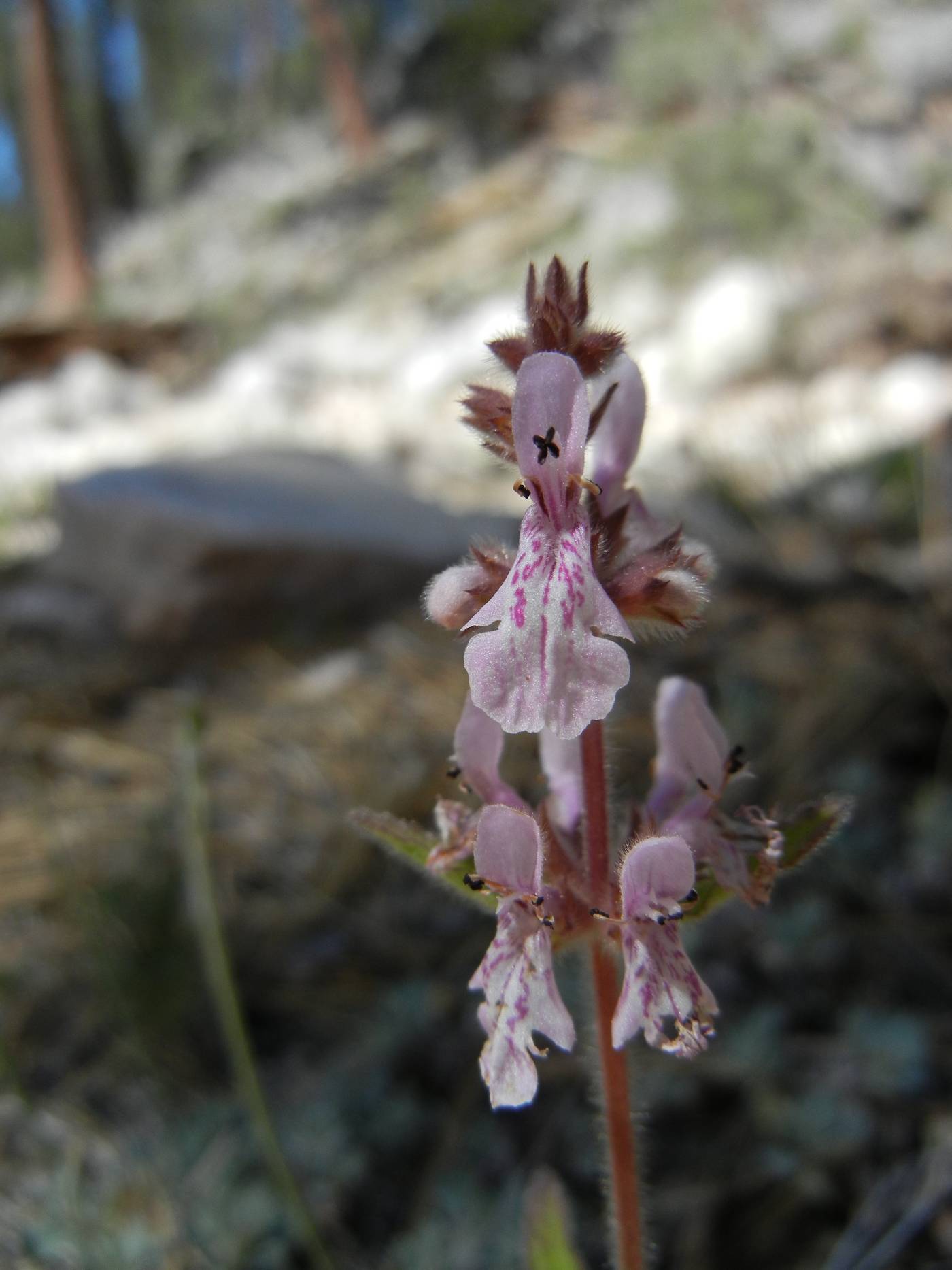 Stachys ajugoides image