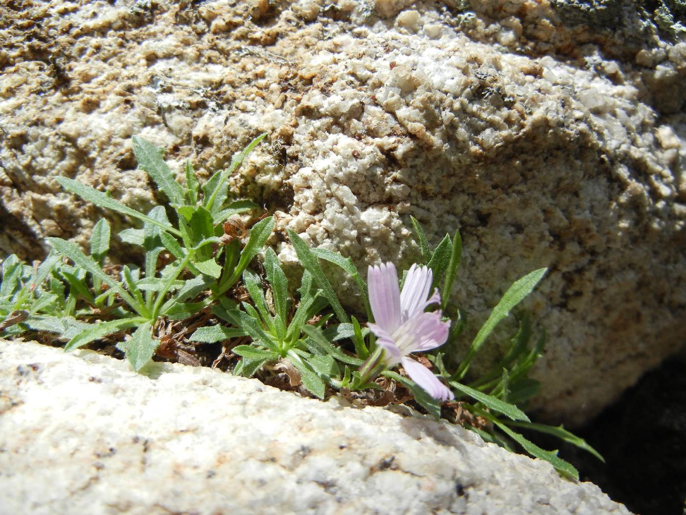 Stephanomeria monocephala image