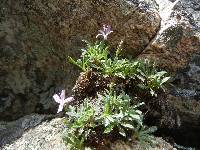 Image of Stephanomeria monocephala