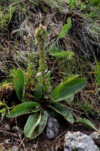 Synthyris oblongifolia image