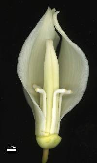 Yucca baccata image