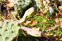 Opuntia macrorhiza image