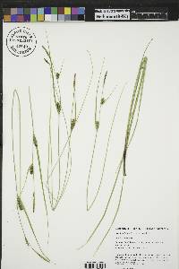 Carex lasiocarpa image