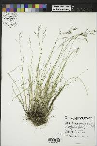 Poa nemoralis subsp. interior image