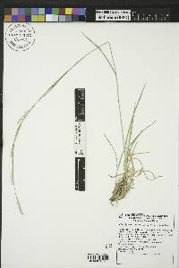 Schizachyrium scoparium subsp. scoparium image