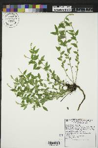 Polygala senega image