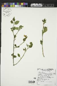 Celastrus scandens image