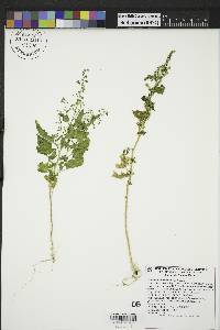 Chenopodium fremontii image