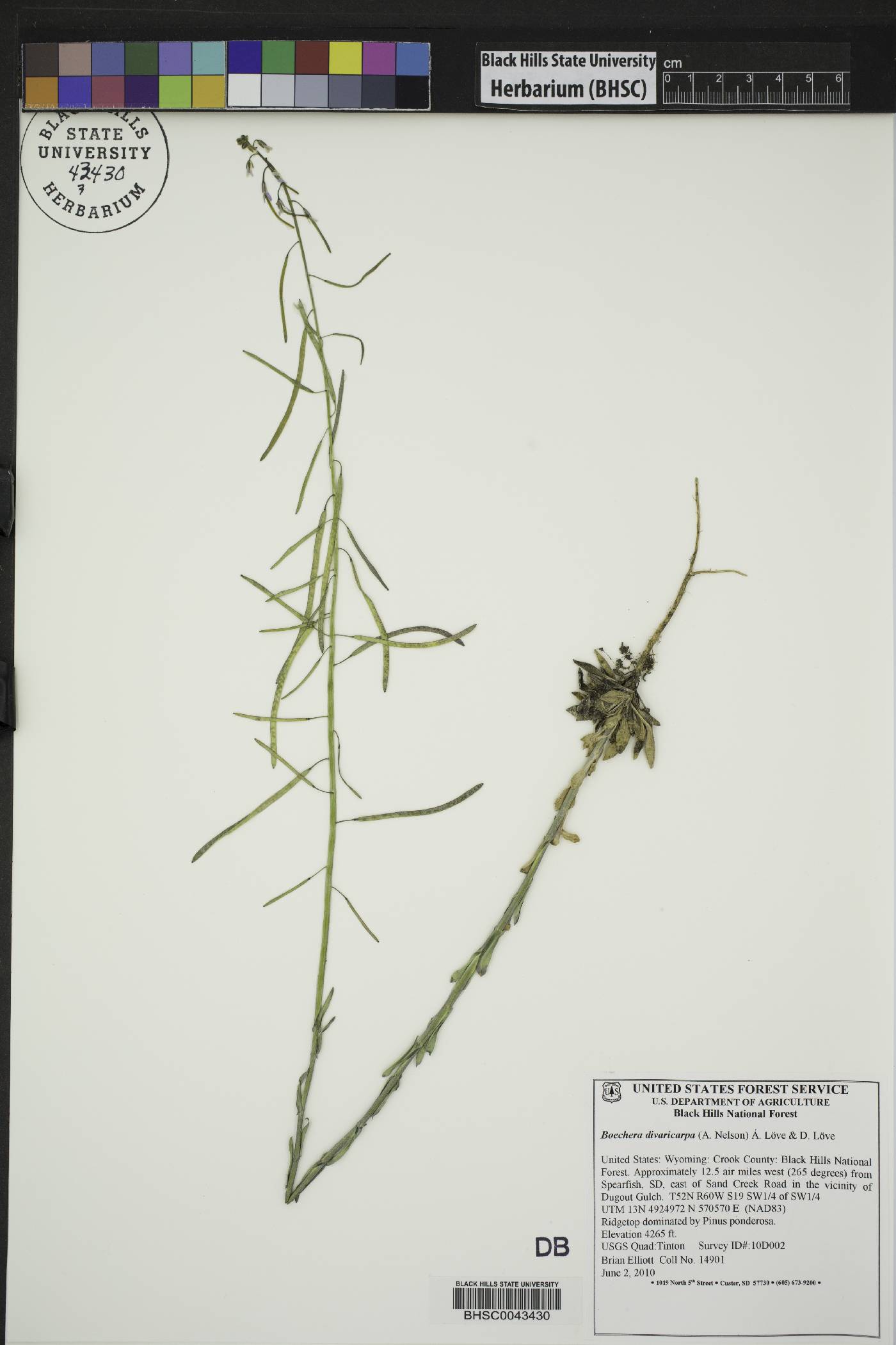 Boechera divaricarpa image