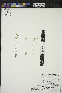 Draba reptans image