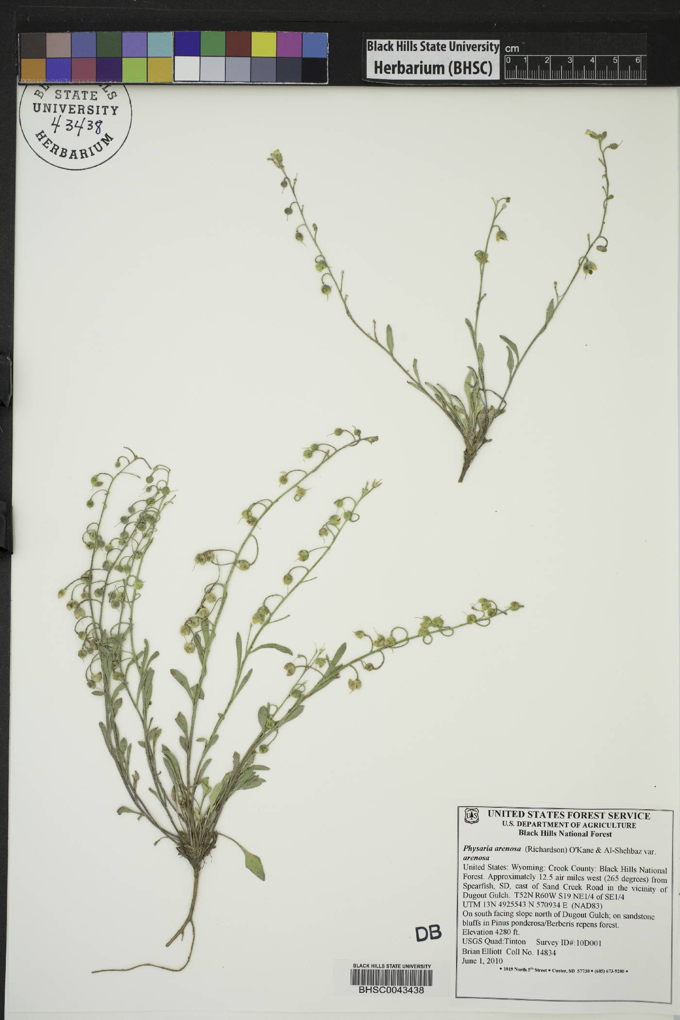 Physaria arenosa subsp. arenosa image