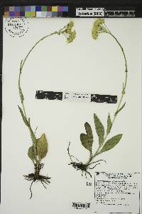 Senecio integerrimus image