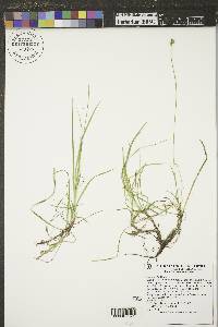 Carex peckii image