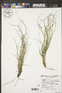 Carex rossii image