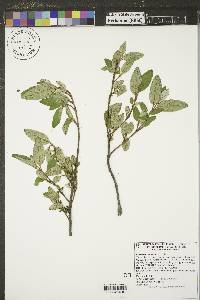 Shepherdia canadensis image