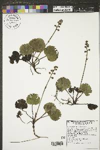 Pyrola asarifolia image