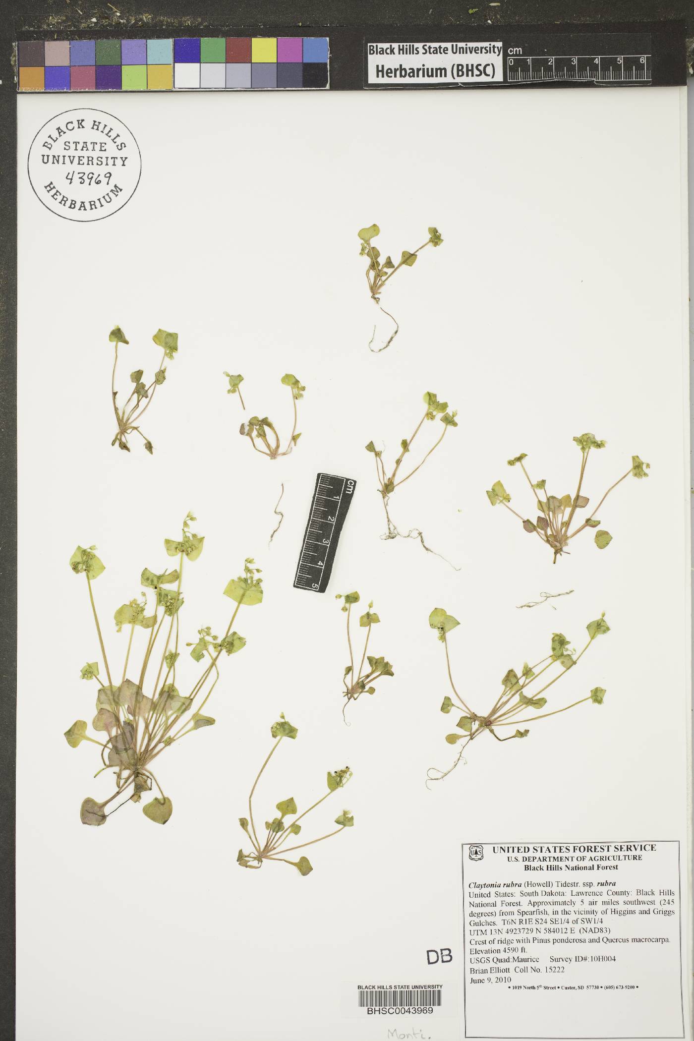 Claytonia rubra image