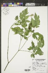 Actaea rubra image