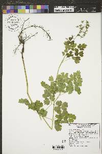 Thalictrum occidentale image